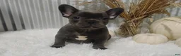 French Bulldog dogs for sale: Amber - Ad 6