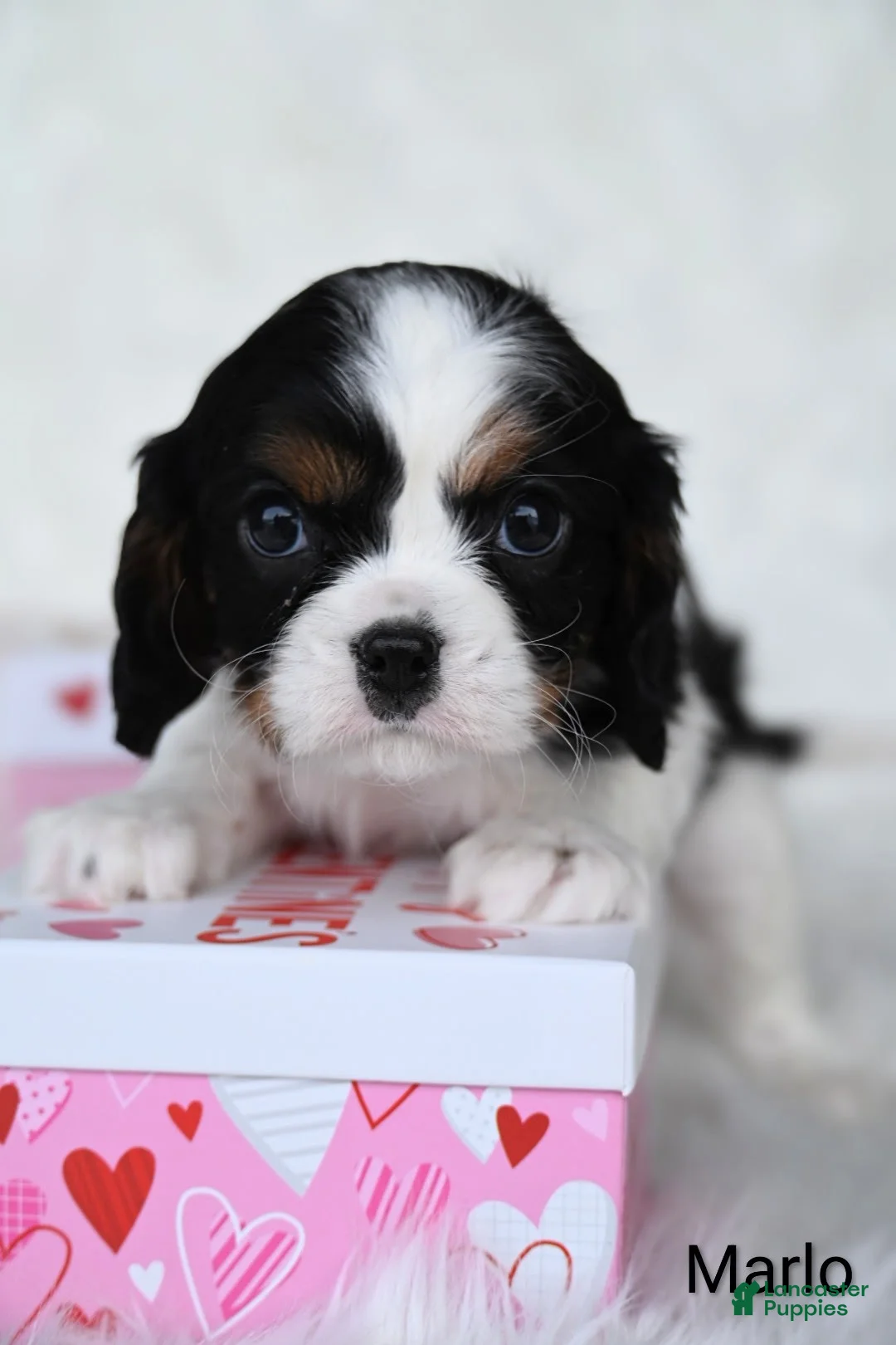 Cavalier King Charles Spaniel dogs for sale: Marlo - Ad 1