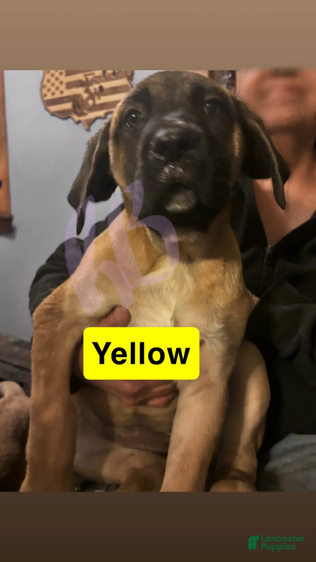 English Mastiff dogs for sale: English Mastiff Puppy 4 - Ad 2