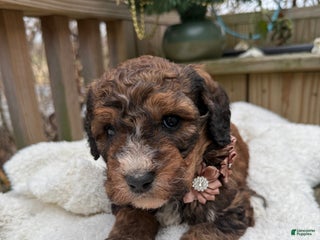 Mixed Breed dogs Beaty - Ad 1