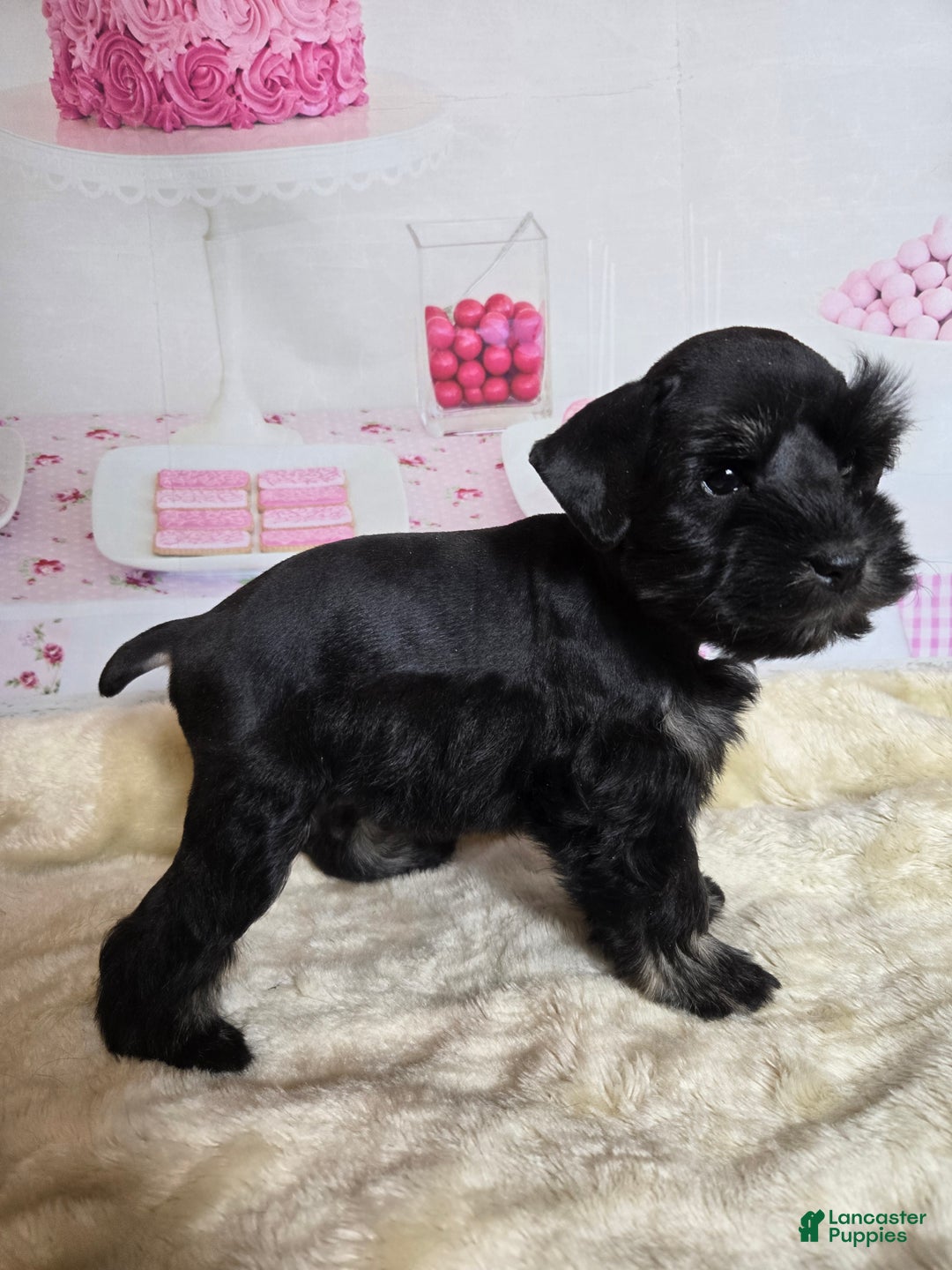 Miniature Schnauzer dogs for sale: Roz        - Ad 4