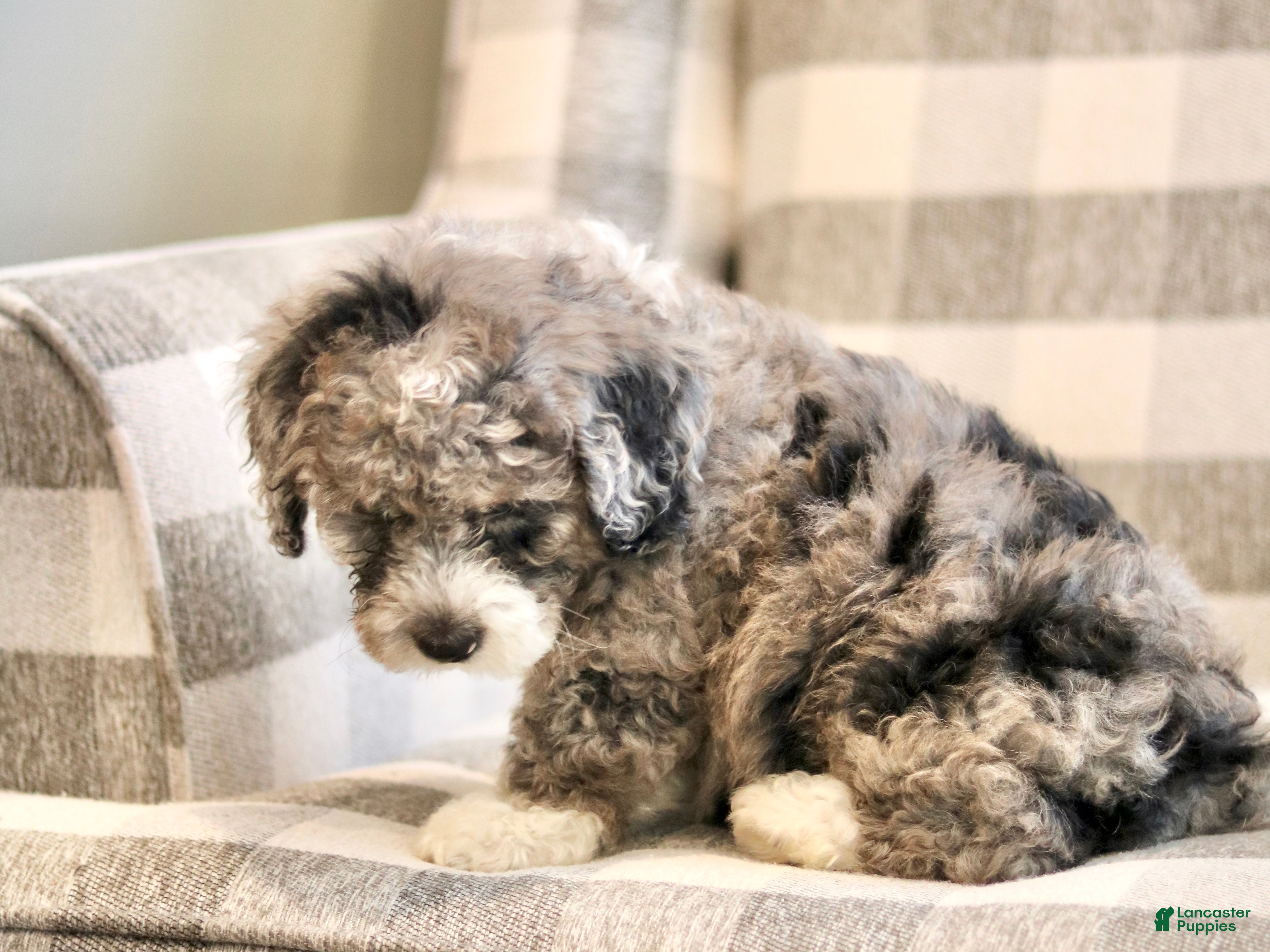 Mini Bernedoodle dogs Hank-F1b - Ad 2