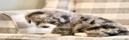 Mini Bernedoodle dogs for sale: Hank-F1b - Ad 2