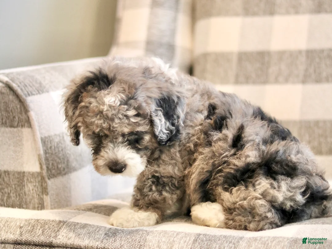 Mini Bernedoodle dogs for sale: Hank-F1b - Ad 2