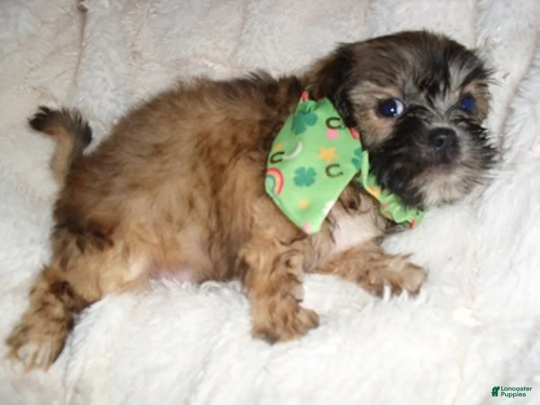 Shih Tzu dogs for sale: Shih Tzu 1 - Ad 2