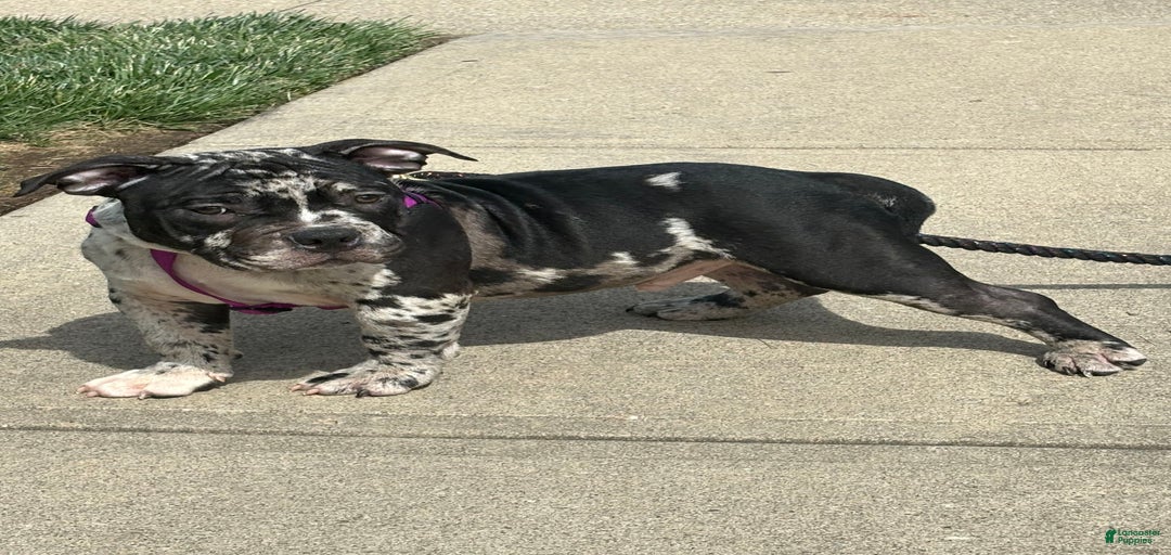 Gallery Image {{count}}