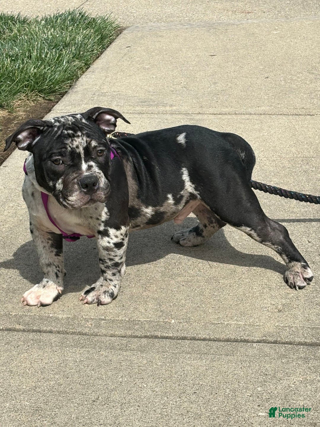 Gallery Image {{count}}