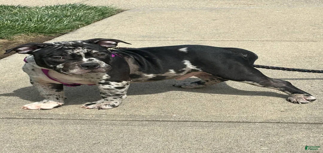 Gallery Image {{count}}