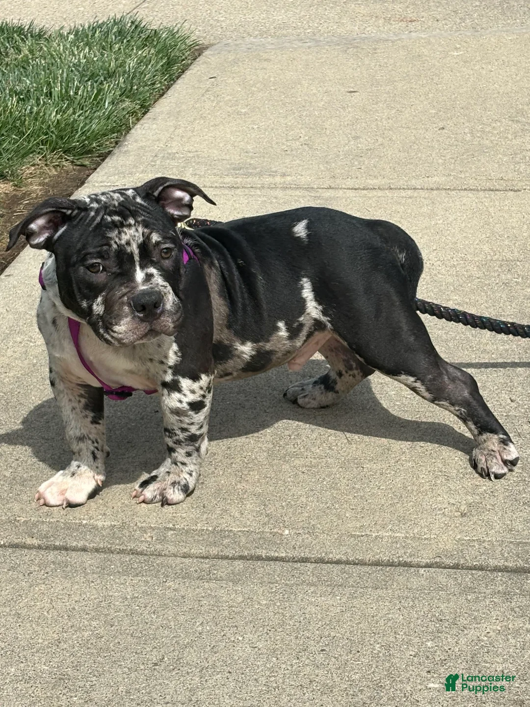 Gallery Image {{count}}