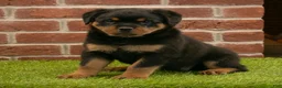 Rottweiler dogs for sale: Hailey - Ad 1