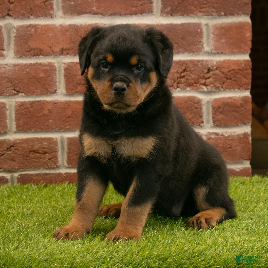 Rottweiler dogs for sale: Hailey - Ad 1