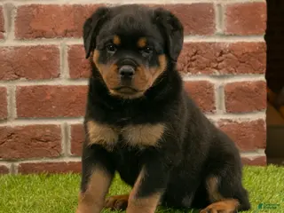 Rottweiler dogs for sale: Hailey - Ad 4