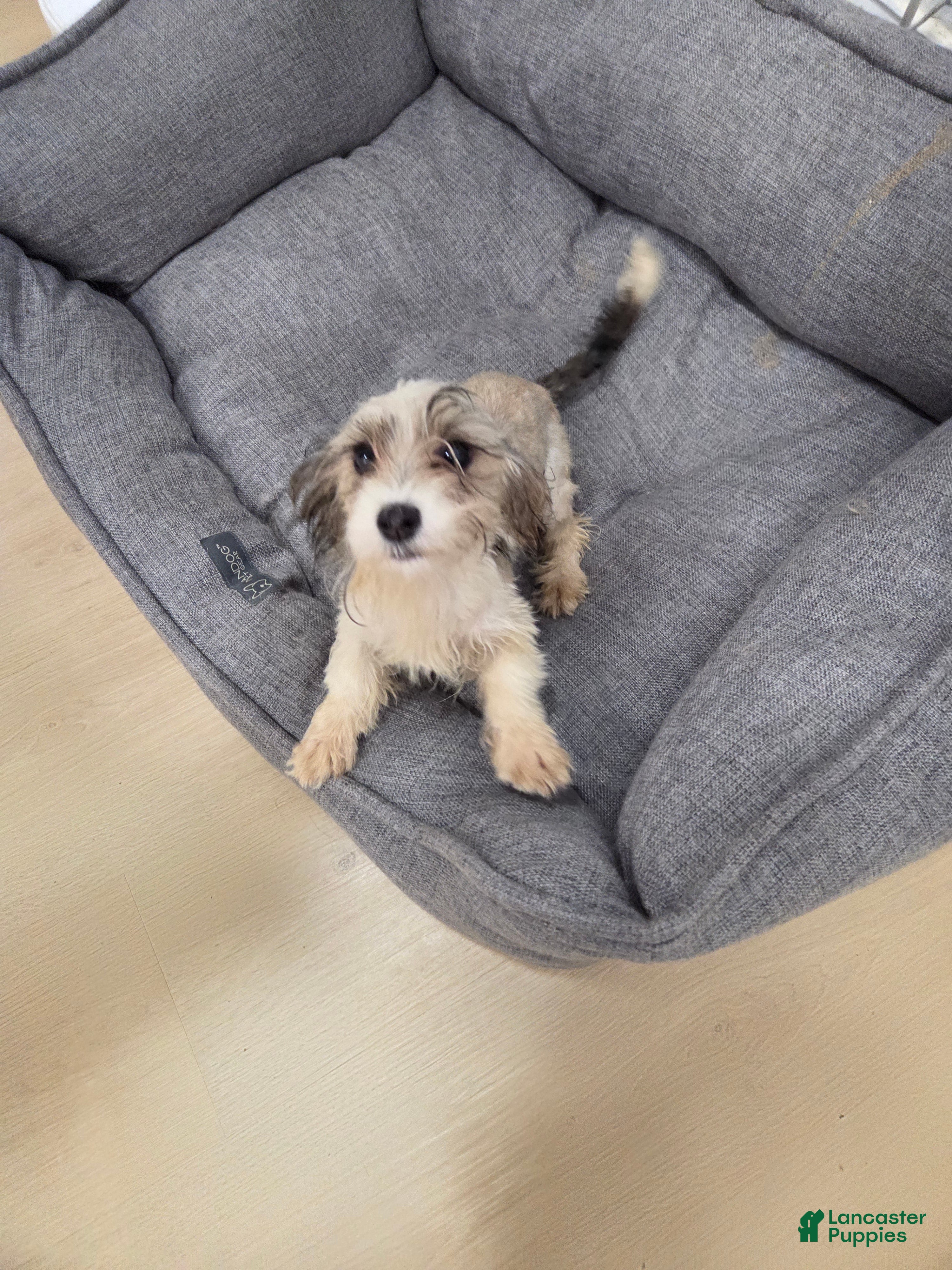 Mixed Breed dogs Luna Corgi Mixed Small Breed Puppy  - Ad 2