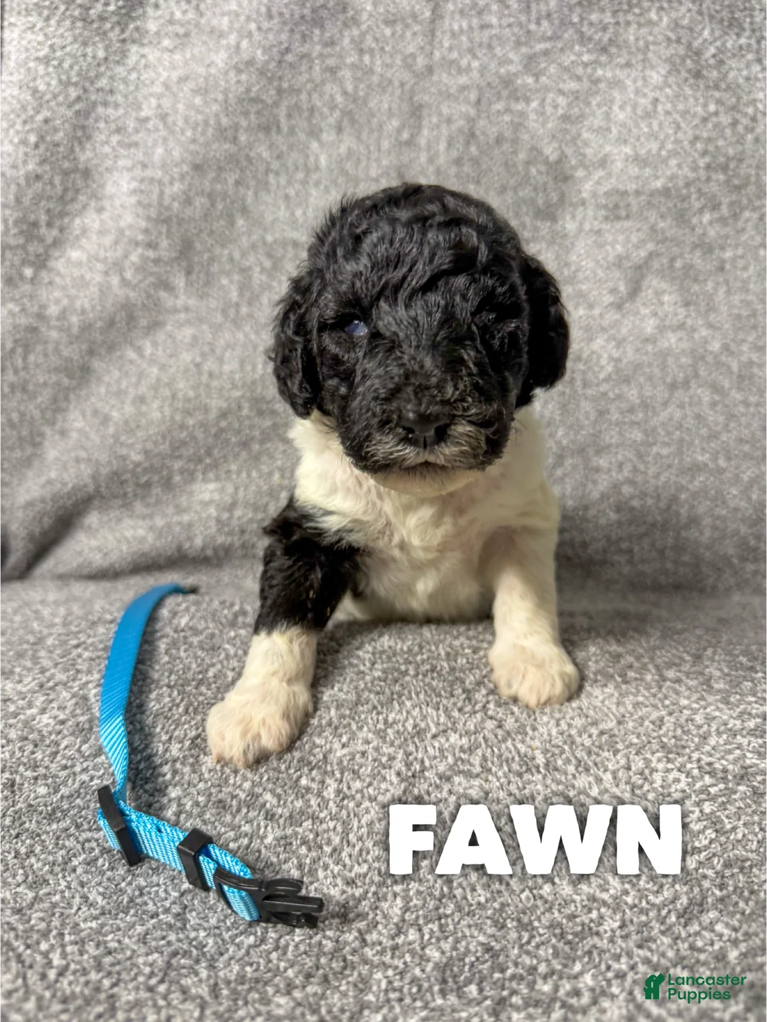 Standard Poodle dogs for sale: Fawn - AKC - Ad 1
