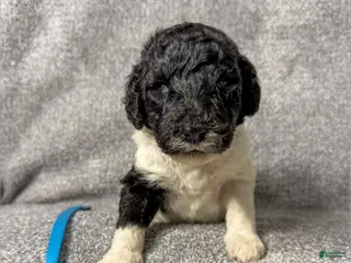 Standard Poodle dogs Fawn - AKC - Ad 30