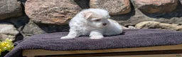 Havanese dogs for sale: Tessa - Ad 8