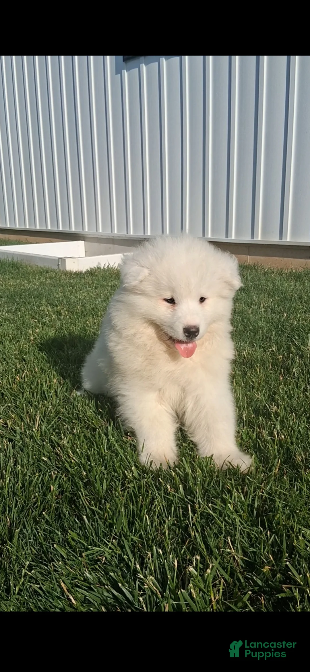 Samoyed dogs for sale: Racker - Ad 2