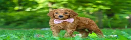 Goldendoodle dogs for sale: Hailey - Ad 3