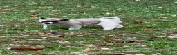Akita dogs for sale: Aurora  - Ad 3