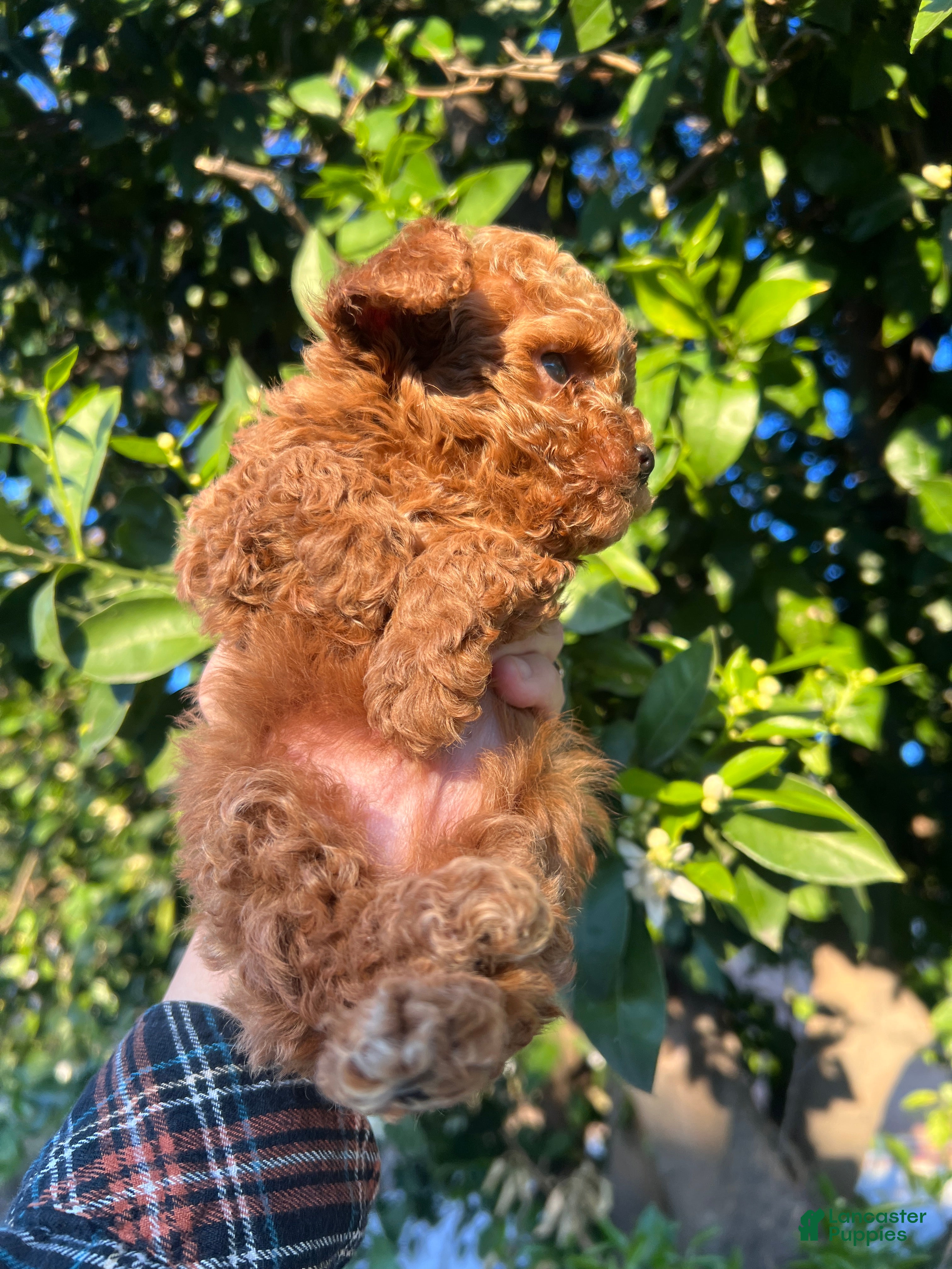 Toy Poodle dogs Toy Poodle Puppy 3 - Ad 2