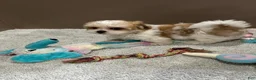 Malshi dogs for sale: Penny - Ad 4