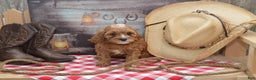 Cavapoo dogs for sale: Jalise - Ad 5