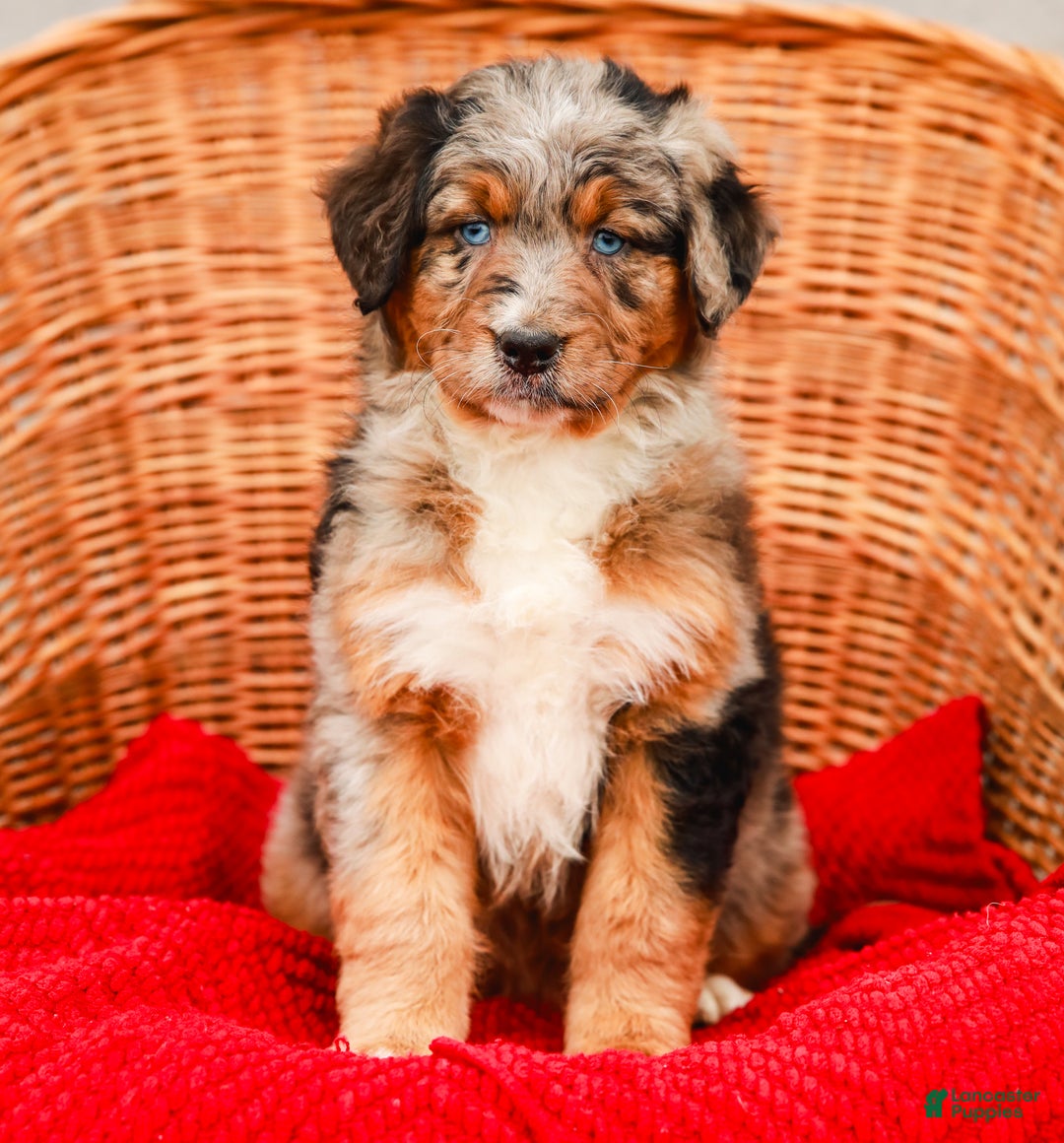 Aussiedoodle dogs for sale: Snickers Standard - Ad 3