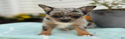 Chihuahua dogs for sale: Koda - Ad 3