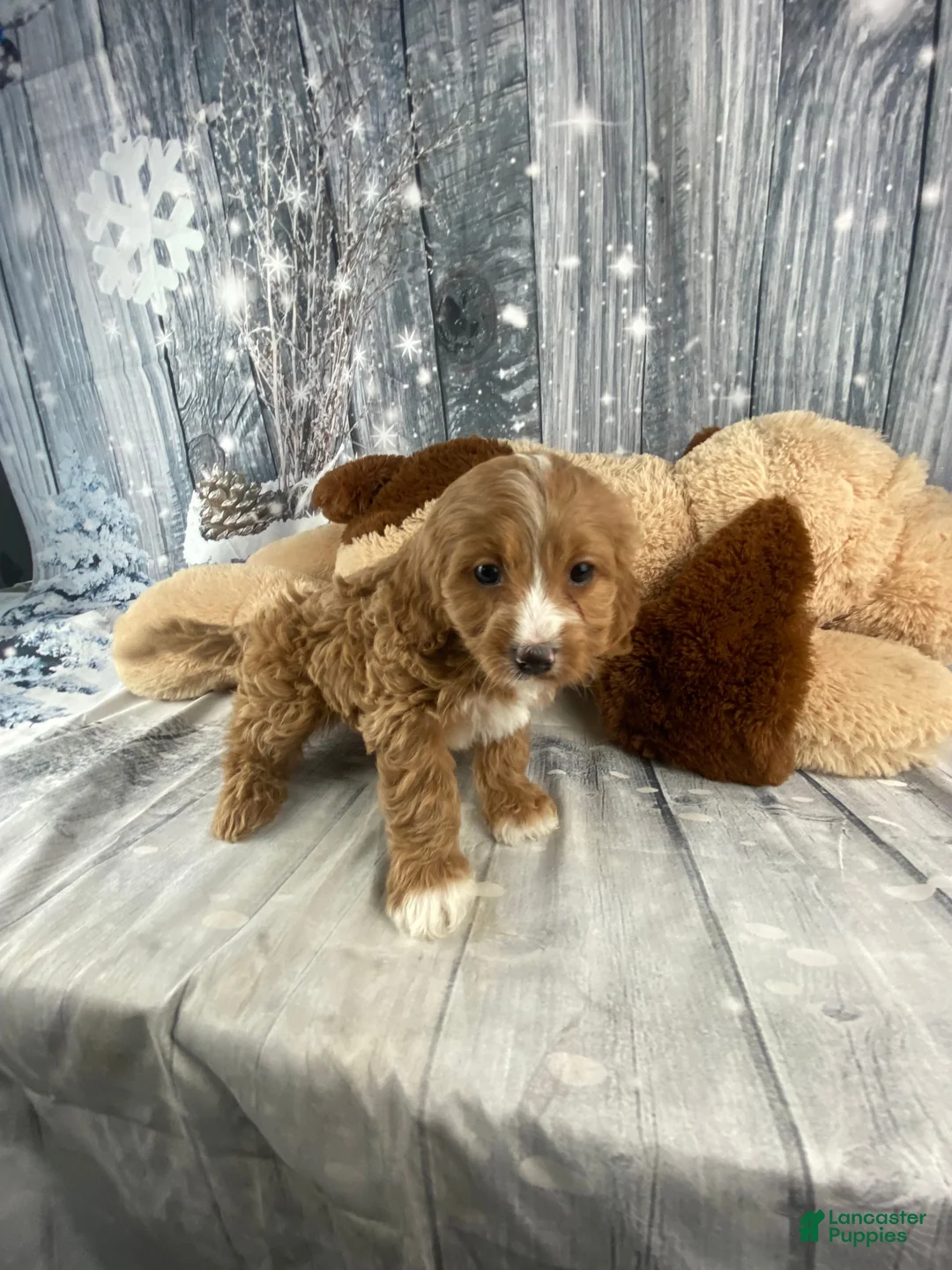 Cavapoo dogs for sale: Maple - Ad 3