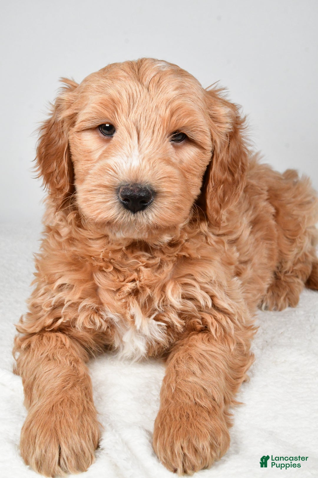 Mini Goldendoodle dogs for sale: Theo - Ad 4