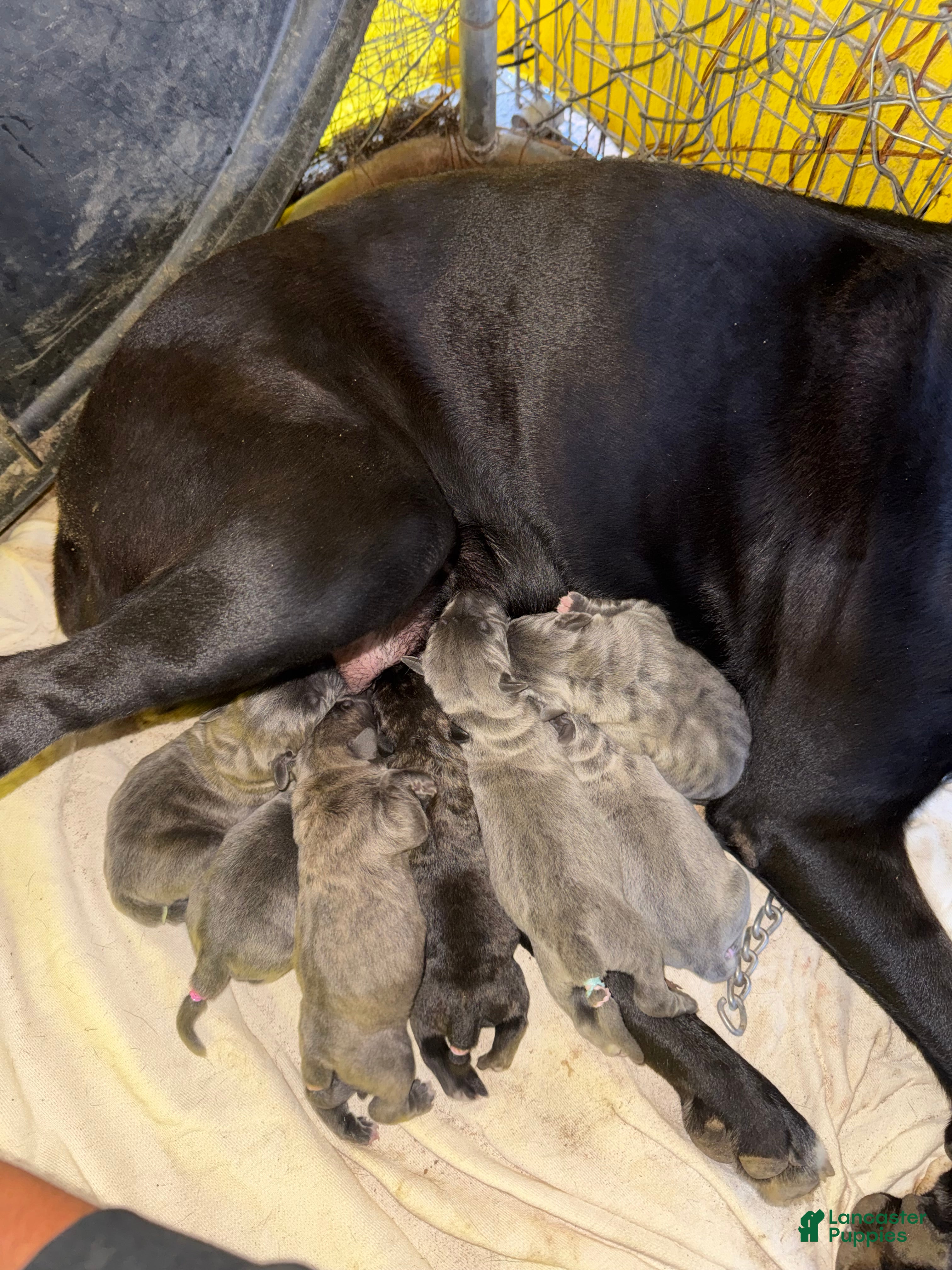 Cane Corso dogs Cane Corso 6 - Ad 27