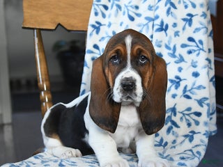 Basset Hound dogs Diamond - Ad 11