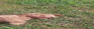 Lucky (Apricot Male)