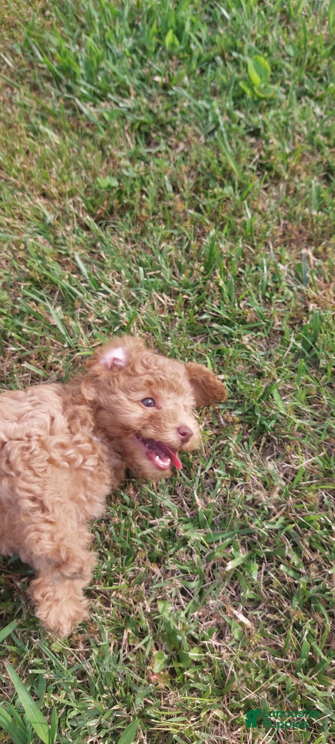 Toy Poodle dogs for sale: Lucky (Apricot Male) - Ad 1