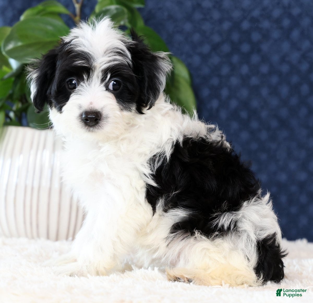 Yorkiepoo dogs Amy - Ad 2