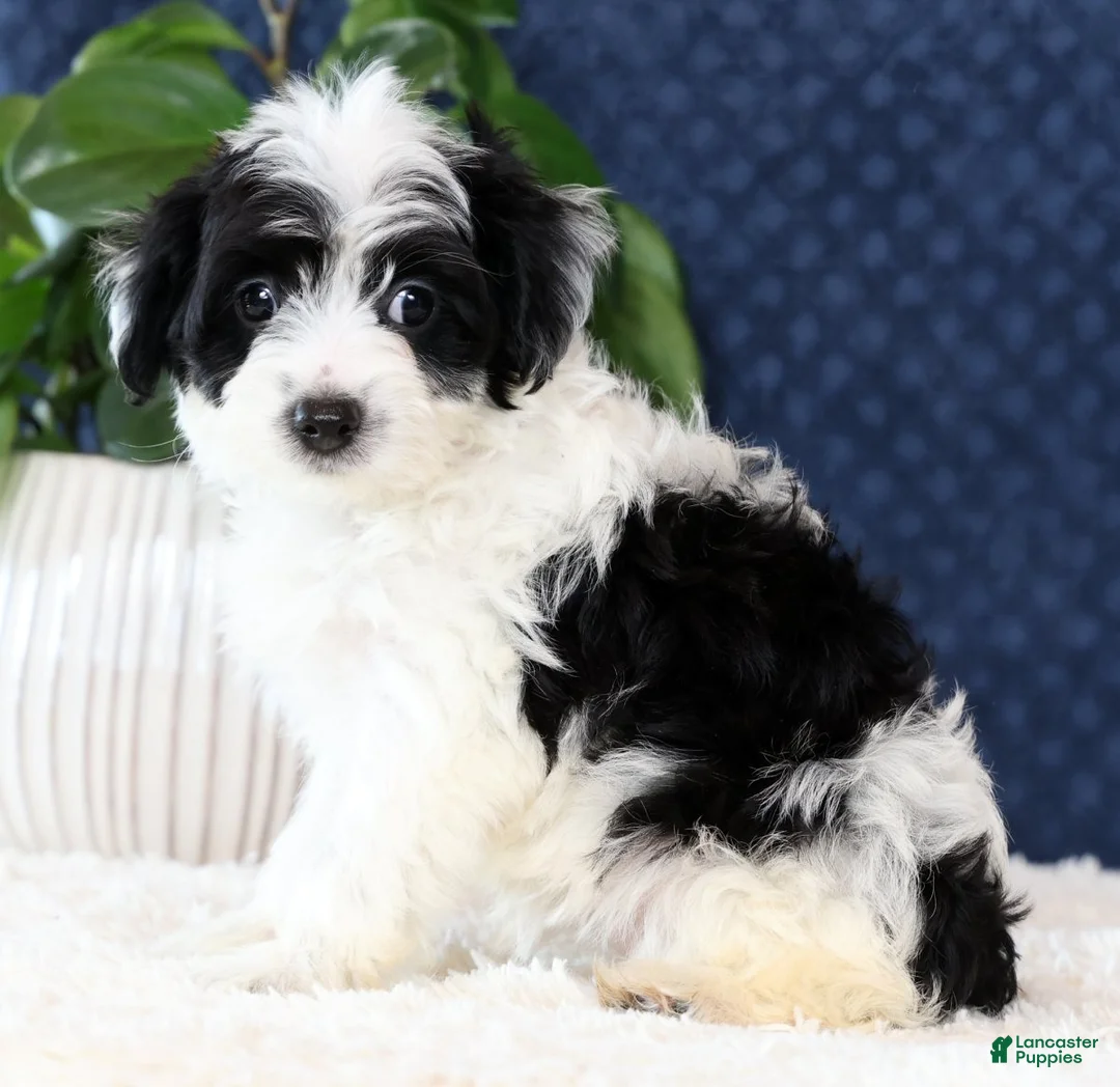 Yorkiepoo dogs for sale: Amy - Ad 2