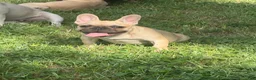 French Bulldog dogs for sale: French Bulldog 1 - Ad 2