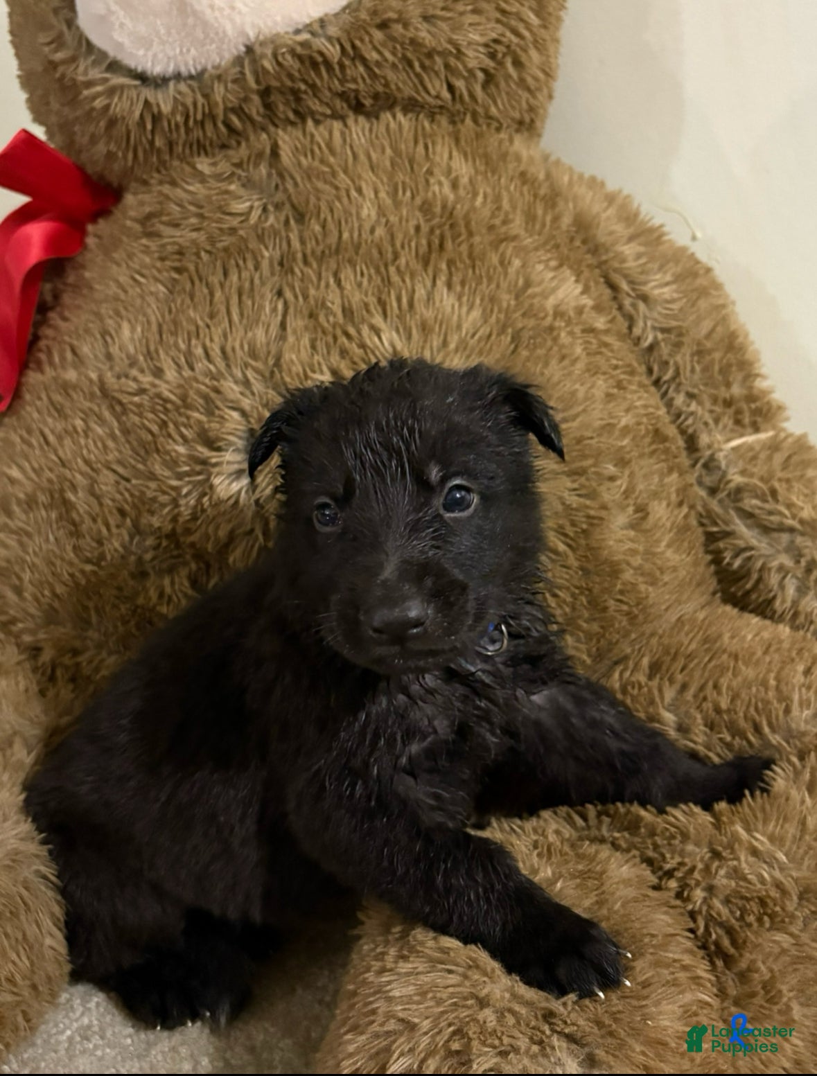 German Shepherd dogs Blue collar boy - Ad 12