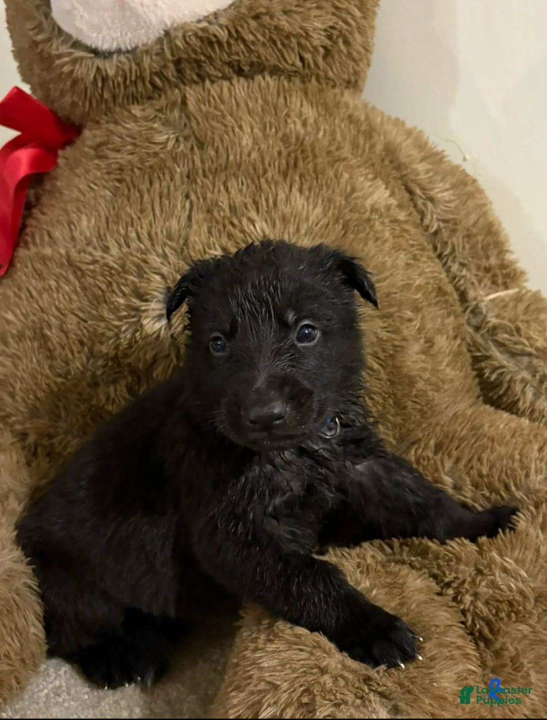 German Shepherd dogs for sale: Blue collar boy - Ad 1