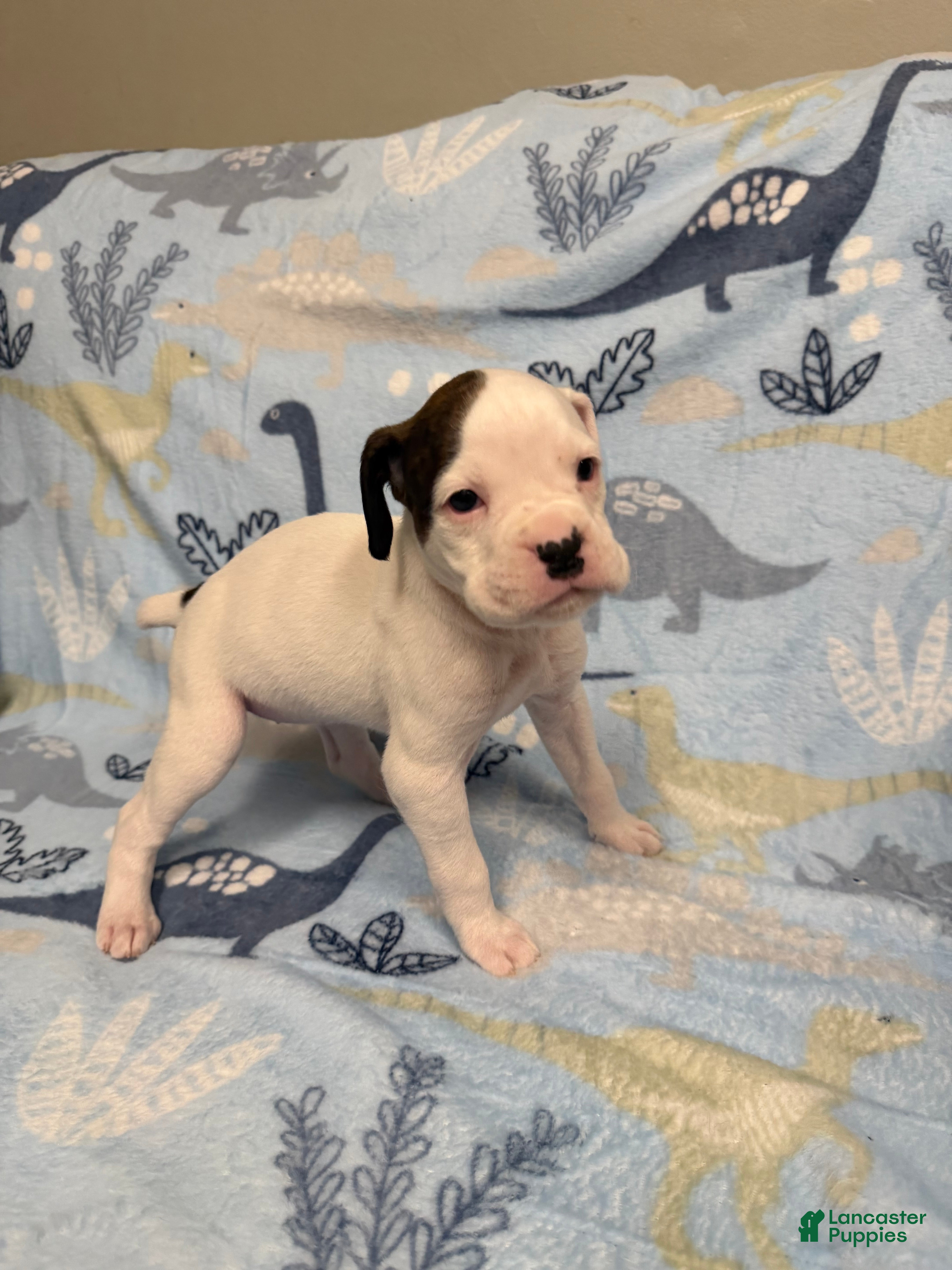 Boxer dogs Twinkles - Ad 35