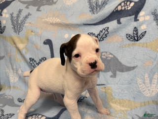 Boxer dogs Twinkles - Ad 35