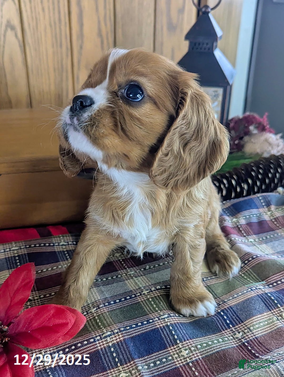 Cavalier King Charles Spaniel dogs for sale: Ranger - Ad 2