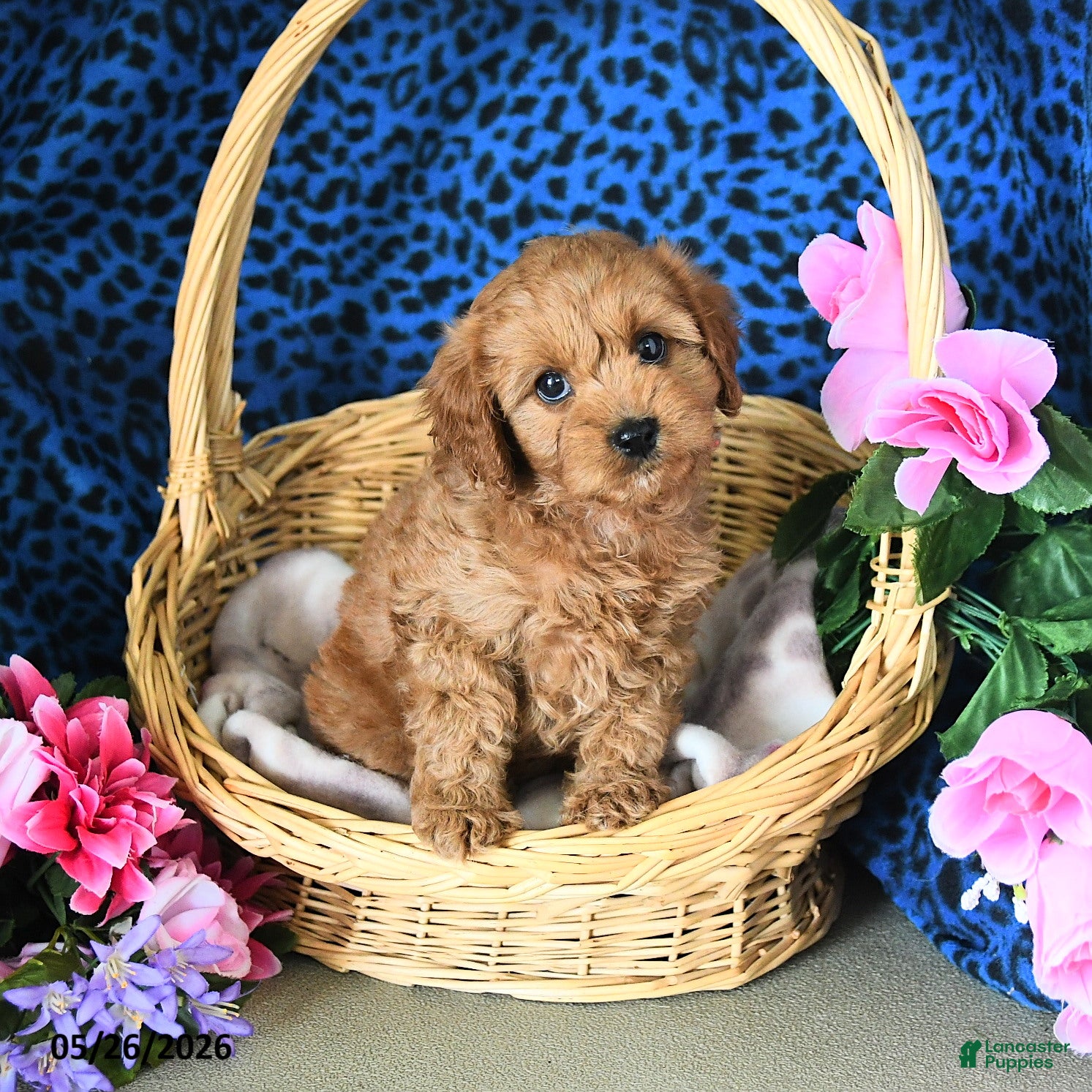Cavapoo dogs Carol  - Ad 1