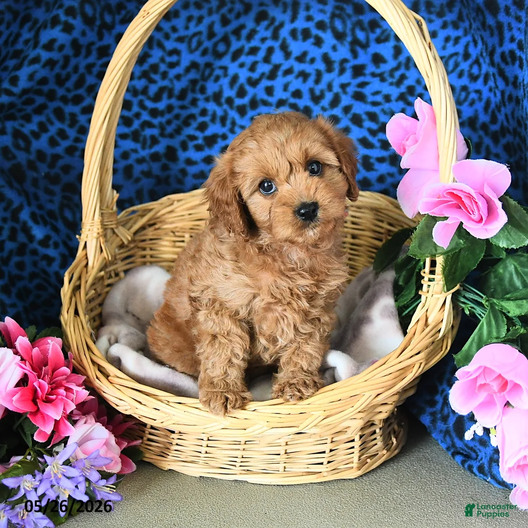 Cavapoo dogs for sale: Carol  - Ad 1