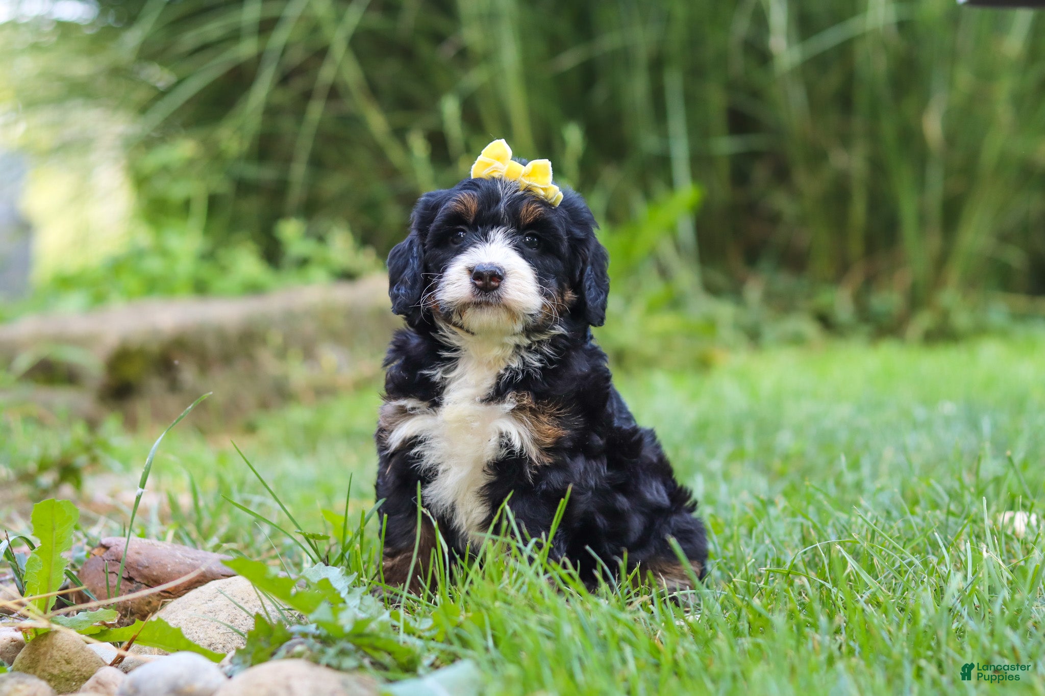 Mini Bernedoodle dogs for sale: Chiclet - Ad 2