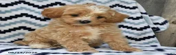 Shihpoo dogs for sale: Bailey - Ad 2