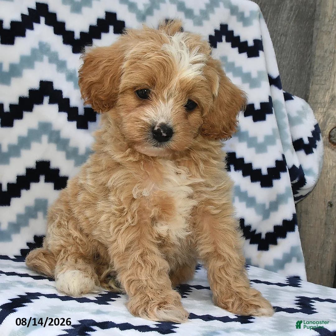 Shihpoo dogs for sale: Bailey - Ad 2