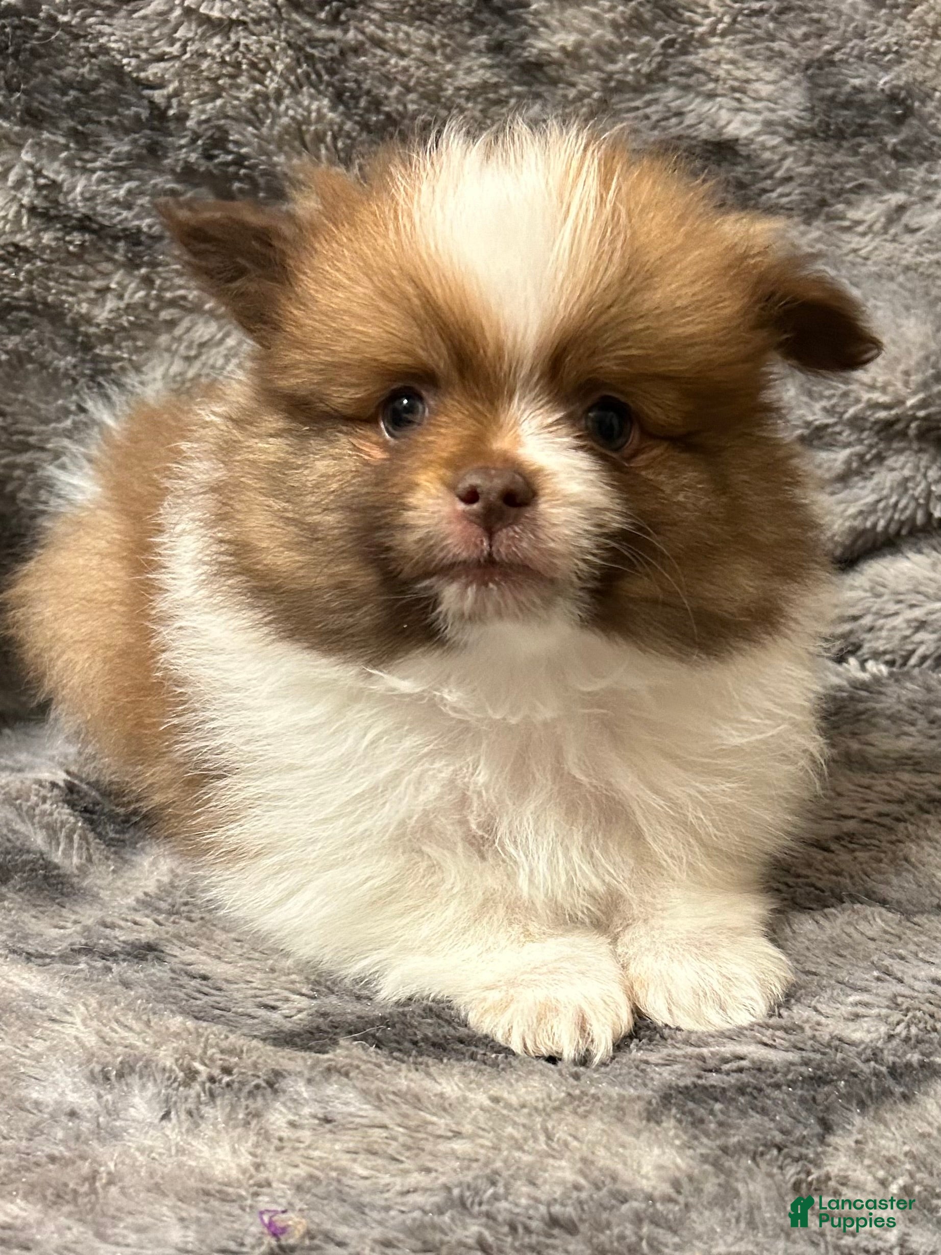 Pomeranian dogs for sale: Bernard - Ad 4