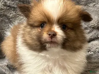 Pomeranian dogs Bernard - Ad 15