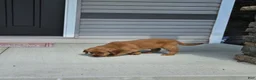 Golden Retriever dogs for sale: Dakota  - Ad 8